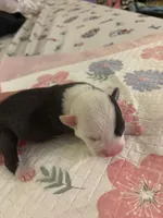 pirate , a male American Pit Bull Terrier for sale in Raleigh, NC – Photo 1 of 9