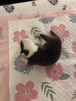 pirate , a male American Pit Bull Terrier for sale in Raleigh, NC – Photo 9 of 9