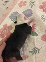 pirate , a male American Pit Bull Terrier for sale in Raleigh, NC – Photo 8 of 9