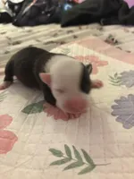 pirate , a male American Pit Bull Terrier for sale in Raleigh, NC – Photo 3 of 9