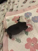 pirate , a male American Pit Bull Terrier for sale in Raleigh, NC – Photo 5 of 9