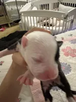 pirate , a male American Pit Bull Terrier for sale in Raleigh, NC – Photo 2 of 9