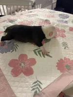 pirate , a male American Pit Bull Terrier for sale in Raleigh, NC – Photo 7 of 9