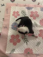 pirate , a male American Pit Bull Terrier for sale in Raleigh, NC – Photo 6 of 9