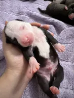 pirate , a male American Pit Bull Terrier for sale in Raleigh, NC – Photo 4 of 9