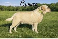 Barbie, a female Labrador Retriever for sale in Elizabethtown, KY – 6 of 6
