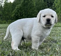 Colt, a male Labrador Retriever for sale in Elizabethtown, KY – 3 of 5
