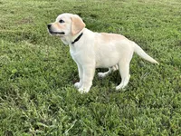 Colt, a male Labrador Retriever for sale in Elizabethtown, KY – 3 of 10