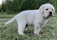 Colt, a male Labrador Retriever for sale in Elizabethtown, KY – 2 of 5