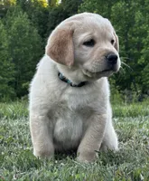 Rowdy, a male Labrador Retriever for sale in Elizabethtown, KY – 3 of 7