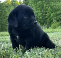 Spot, a male Labrador Retriever for sale in Elizabethtown, KY – 1 of 7