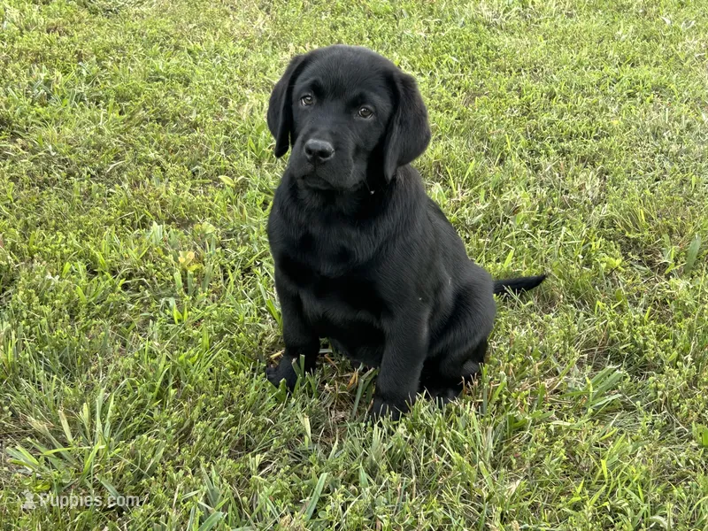 Remington – Labrador Retriever puppy for sale in Elizabethtown, KY