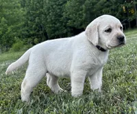 Jewel, a female Labrador Retriever for sale in Elizabethtown, KY – 3 of 7