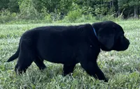 Remington, a male Labrador Retriever for sale in Elizabethtown, KY – 3 of 6