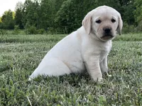 Barbie, a female Labrador Retriever for sale in Elizabethtown, KY – 3 of 6