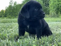 Spot, a male Labrador Retriever for sale in Elizabethtown, KY – 2 of 7