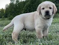 Rowdy, a male Labrador Retriever for sale in Elizabethtown, KY – 1 of 7