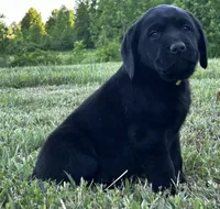 Chevy, a male Labrador Retriever for sale in Elizabethtown, KY – 2 of 4