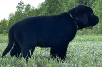 Spot, a male Labrador Retriever for sale in Elizabethtown, KY – 3 of 7