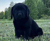 Ruger, a male Labrador Retriever for sale in Elizabethtown, KY – 3 of 6