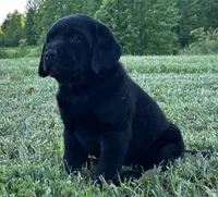 Ruger, a male Labrador Retriever for sale in Elizabethtown, KY – 1 of 6