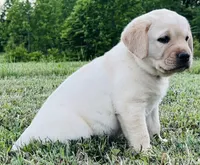Barbie, a female Labrador Retriever for sale in Elizabethtown, KY – 1 of 6