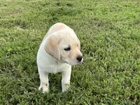 Colt, a male Labrador Retriever for sale in Elizabethtown, KY – 2 of 10