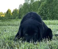 Remington, a male Labrador Retriever for sale in Elizabethtown, KY – 2 of 6