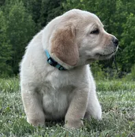 Rowdy, a male Labrador Retriever for sale in Elizabethtown, KY – 2 of 7