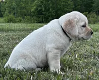 Colt, a male Labrador Retriever for sale in Elizabethtown, KY – 4 of 5