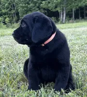 Ruger, a male Labrador Retriever for sale in Elizabethtown, KY – 2 of 6