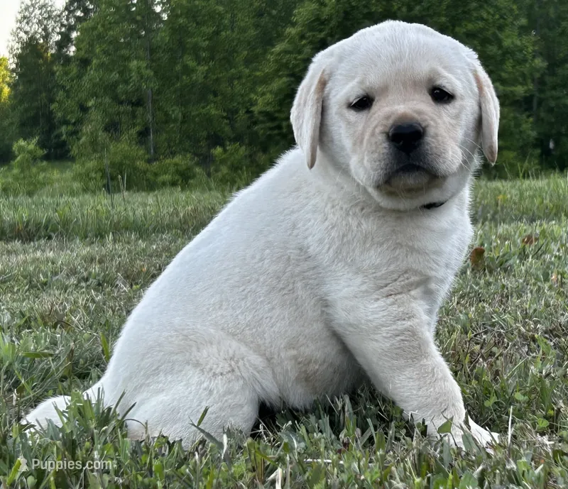 Colt – Labrador Retriever puppy for sale in Elizabethtown, KY