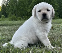Colt, a male Labrador Retriever for sale in Elizabethtown, KY – 1 of 5