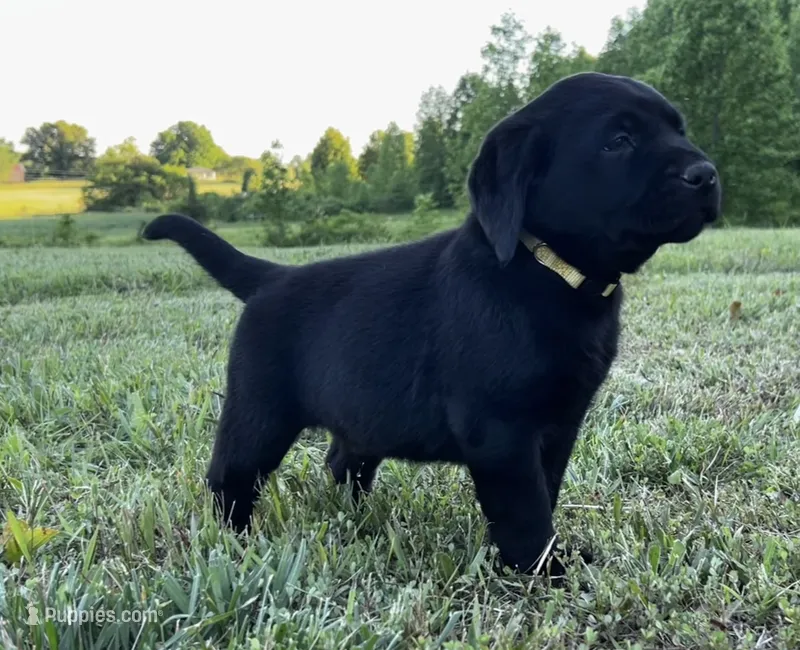 Chevy – Labrador Retriever puppy for sale in Elizabethtown, KY
