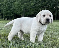 Jewel, a female Labrador Retriever for sale in Elizabethtown, KY – 2 of 7