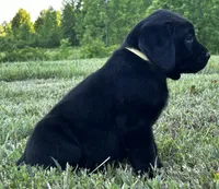 Chevy, a male Labrador Retriever for sale in Elizabethtown, KY – 3 of 4