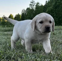 Barbie, a female Labrador Retriever for sale in Elizabethtown, KY – 2 of 6