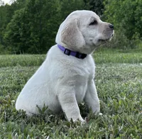 Jewel, a female Labrador Retriever for sale in Elizabethtown, KY – 4 of 7
