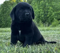 Spot, a male Labrador Retriever for sale in Elizabethtown, KY – 4 of 7
