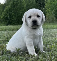 Jewel, a female Labrador Retriever for sale in Elizabethtown, KY – 1 of 7