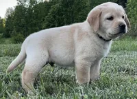 Rowdy, a male Labrador Retriever for sale in Elizabethtown, KY – 4 of 7