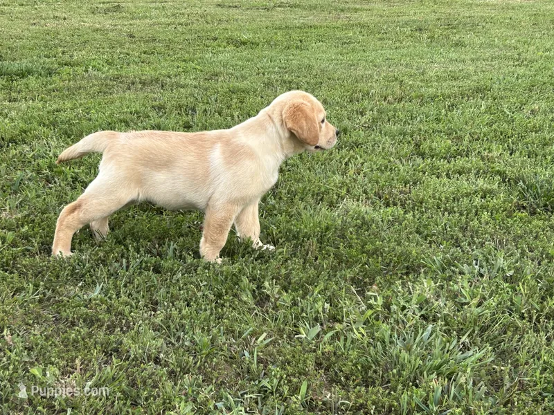 Rowdy – Labrador Retriever puppy for sale in Elizabethtown, KY