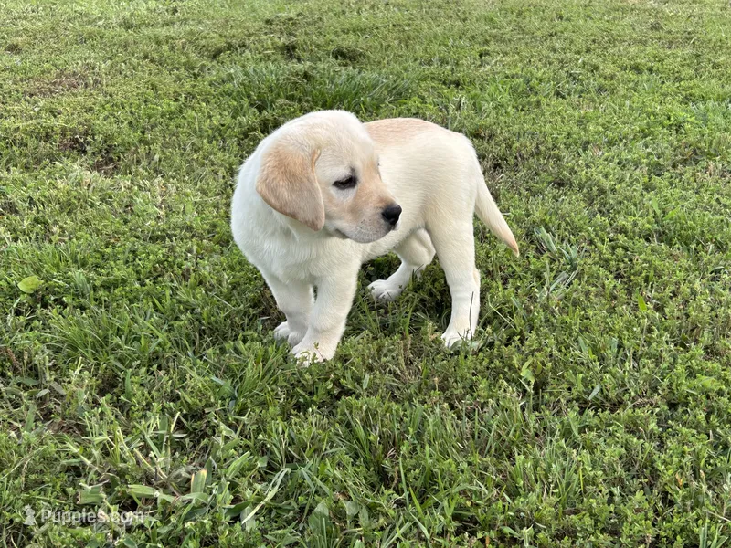 Colt – Labrador Retriever puppy for sale in Elizabethtown, KY