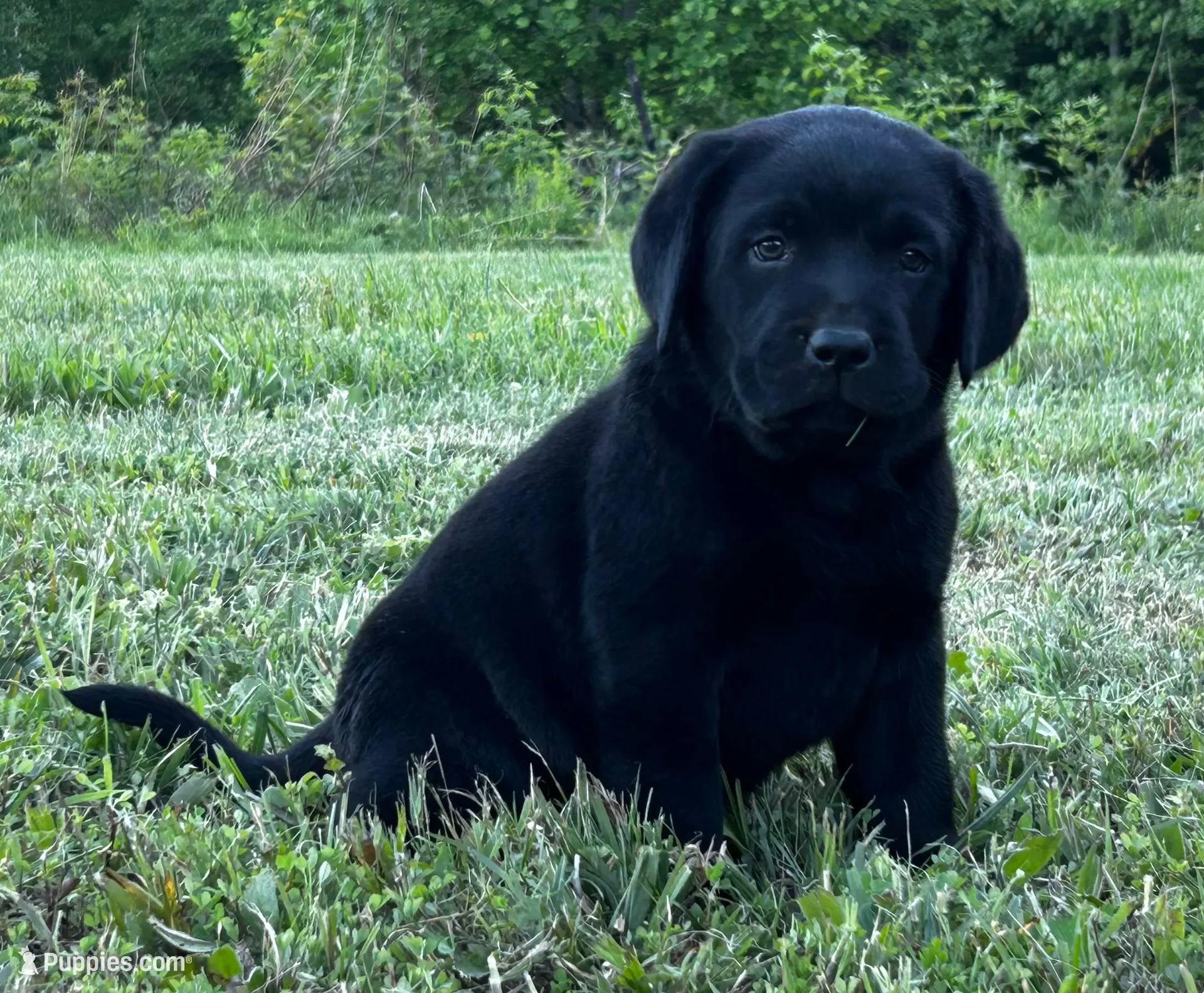 Remington, a male Labrador Retriever for sale in Elizabethtown, KY – 1 of 6