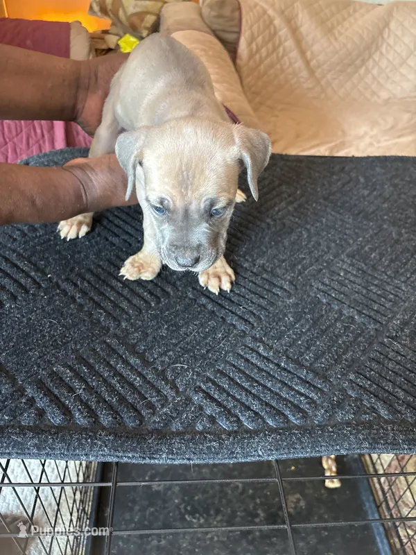 No name – Cane Corso puppy for sale in Lanham, MD