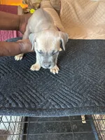 No name, a male Cane Corso for sale in Lanham, MD – 1 of 2