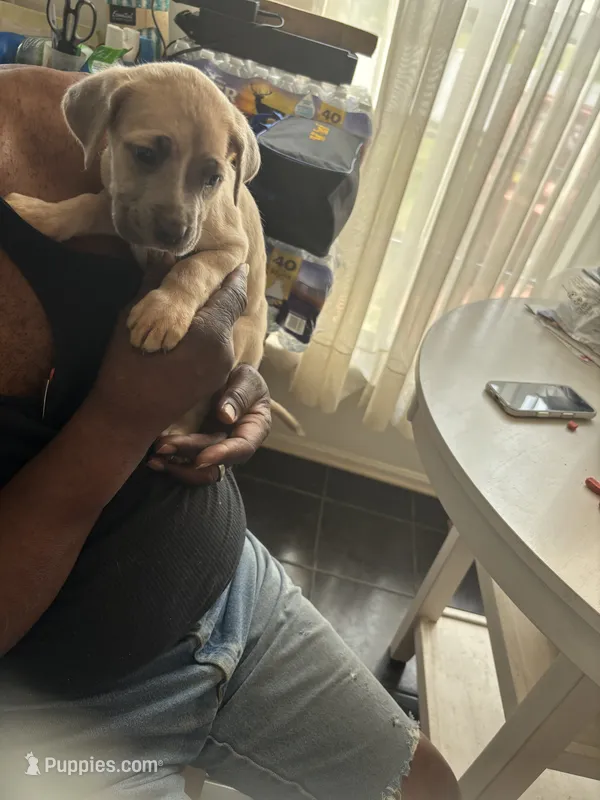 No name  – Cane Corso puppy for sale in Lanham, MD