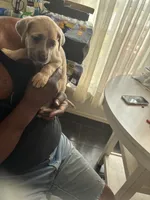 No name , a female Cane Corso for sale in Lanham, MD – 1 of 1