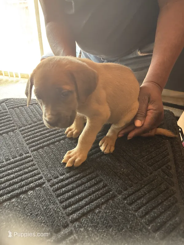 No name – Cane Corso puppy for sale in Lanham, MD