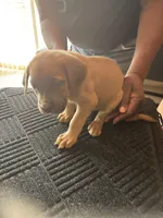 No name, a female Cane Corso for sale in Lanham, MD – 1 of 2